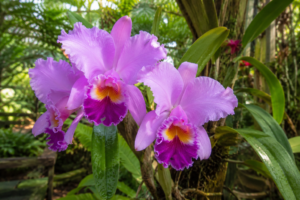 Orchideeën