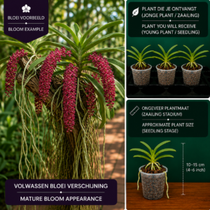 Rhynchostylis gigantea 'Red' (Foxtail Orchidee)