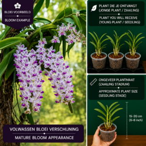 Rhynchostylis gigantea 'Spots'