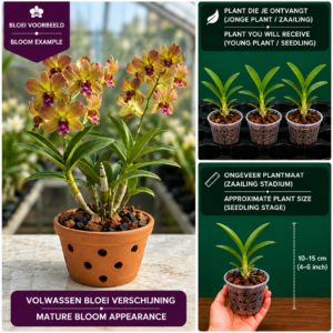 Dendrobium Hybride (Koper-Groen)