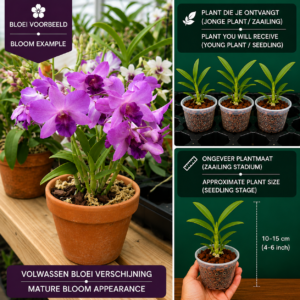 Dendrobium Hybride (Paars)
