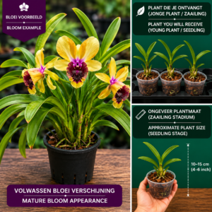 Dendrobium Nopporn Starlight