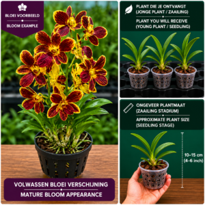 Dendrobium Hybride (Roodbruin met Geel)