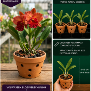 Cattleya Hybride (Koper-Oranje)