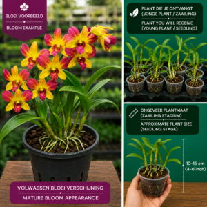 Dendrobium Hybride (Geel-Paars)