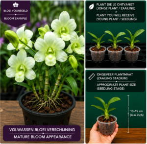 Dendrobium Viridang Green
