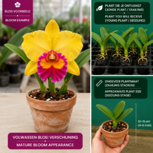 Cattleya Hybride (Geel-Paars)