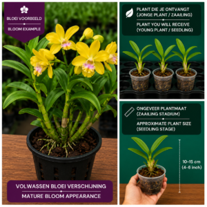 Dendrobium Hybride (Geel met Zachtroze Centrum)