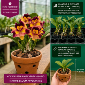 Cattleya Hybride (Oranje-Paars)
