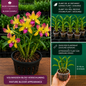De Dendrobium Hybride