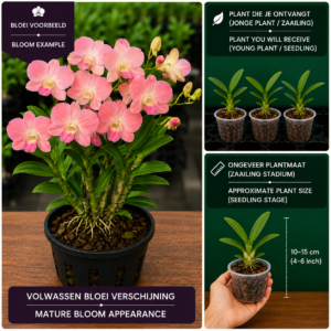 Dendrobium Phalaenopsis Hybride (Roze)