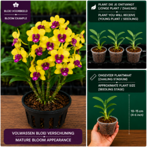 Dendrobium Hybride (Geel met Paars Centrum)
