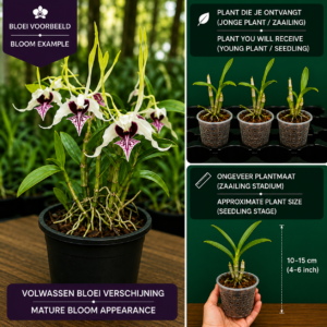 Dendrobium Samurai