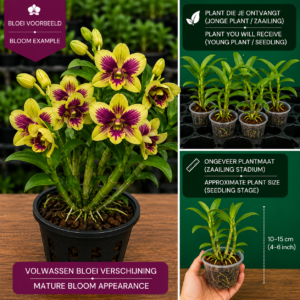 Dendrobium Hybride (Geel met Paars Centrum)