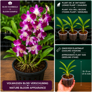 Dendrobium Phalaenopsis Hybride (Paars-Wit)