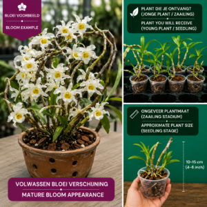 De Dendrobium Hybride