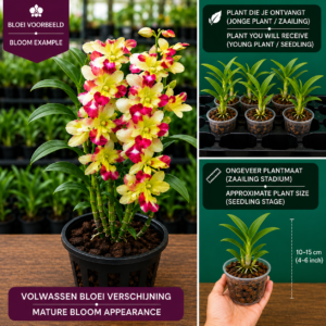 Dendrobium Hybride (Geel-Paars Gevlamd)