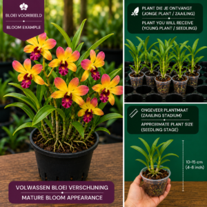 Dendrobium Hybride (Geel-Paars Gevlamd)