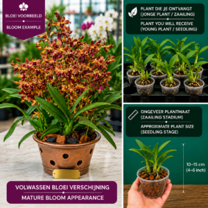 Cymbidium Hybride (Koper-Bruin)