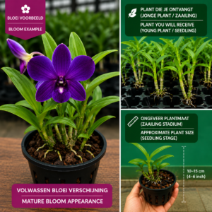 Dendrobium Orchid ‘Blue Gene’ – Purple Hybrid