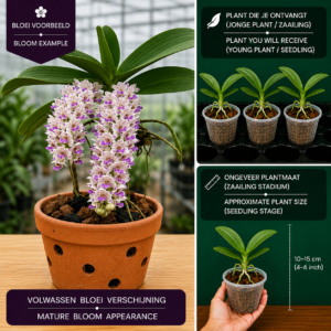 Rhynchostylis gigantea