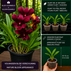 De Dendrobium Hybride