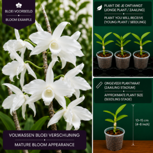 Dendrobium Phalaenopsis Hybride (Paars-Wit)