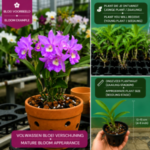 Dendrobium Orchid (Purple Hybrid)