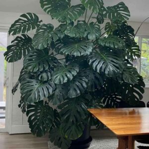 Monstera Deliciosa