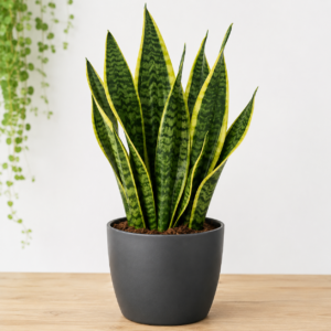 Sansevieria Snake Plant