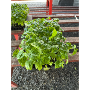 Geel Peper 100st