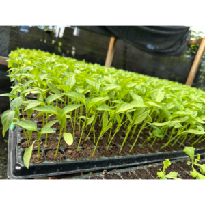 Paprika 100st