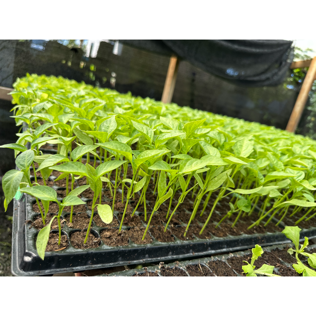 Paprika 100st