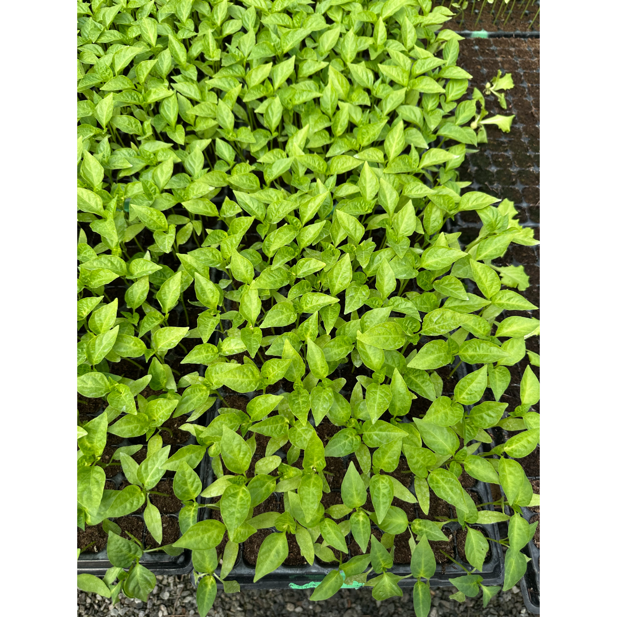 Paprika 100st - Image 2
